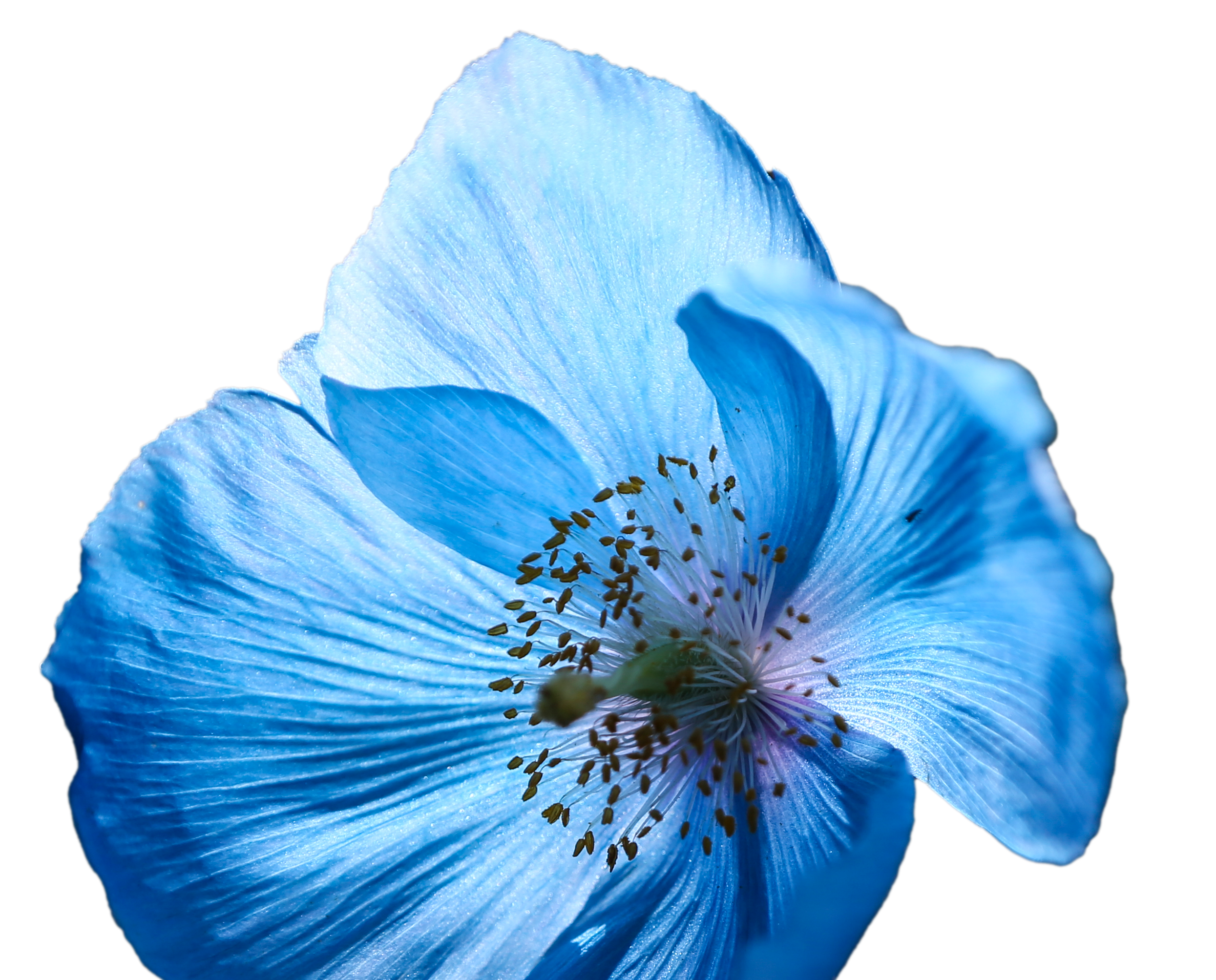 Himalayan blue poppy