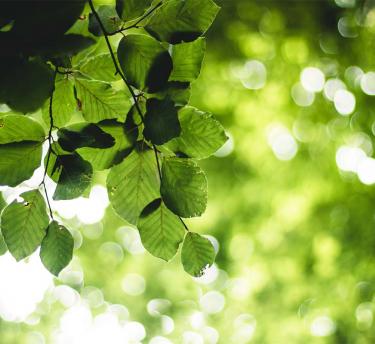 light shining behind green leaves