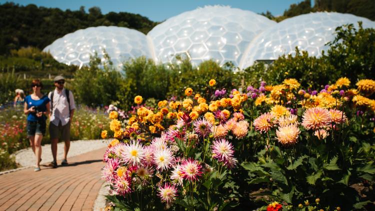 Couple walking by dahlias flowering in Outdoor Gardens at Eden Project