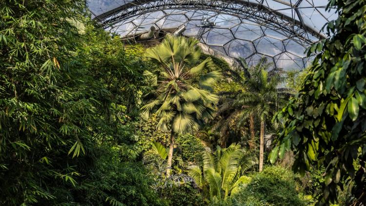 View across the canopy in the Rainforest Biome.