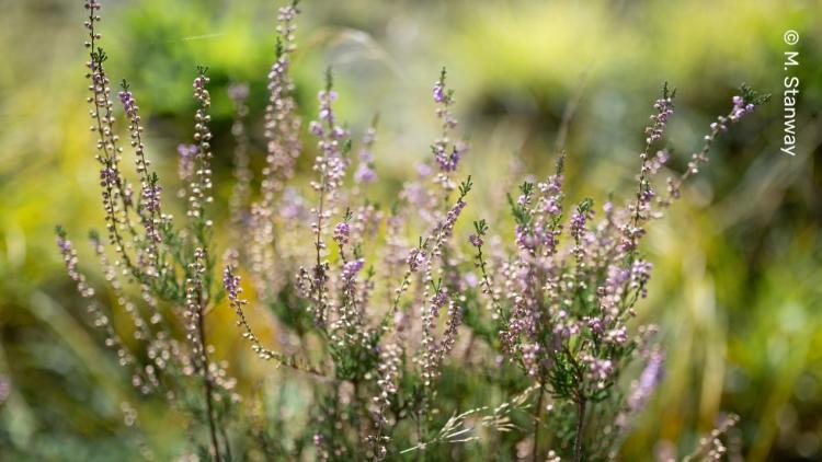 Wild purple heather against a soft green background