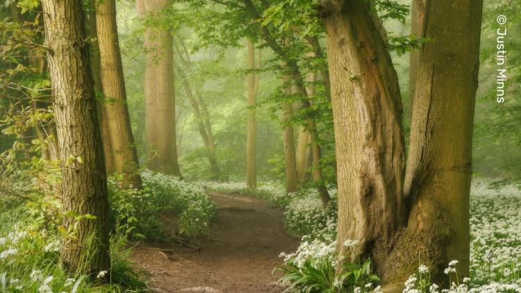 Wild garlic growing on either side of a woodland path, in a soft, misty green light