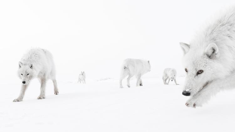 Pack of wolves in the snow