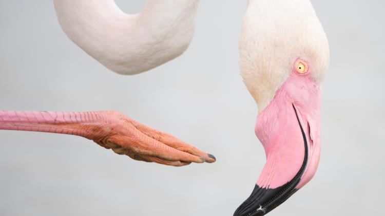 Flamingo using foot to scratch beak