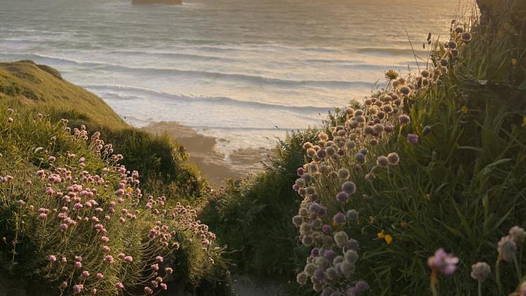 Wildflowers growing on Cornish coastal path