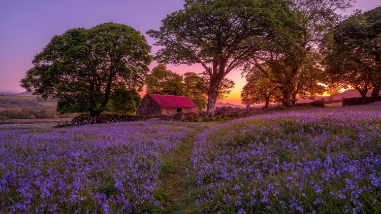 Bluebells growing in field