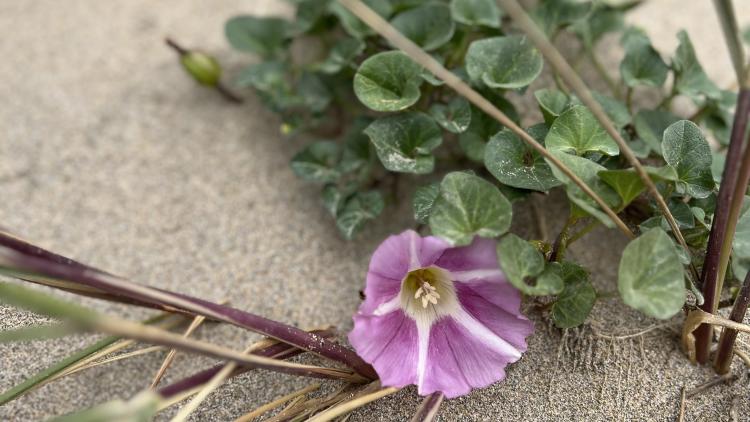 Sea bindweed on a sandy beach