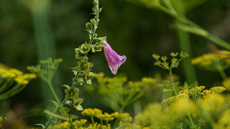 A solitary foxglove in a field 