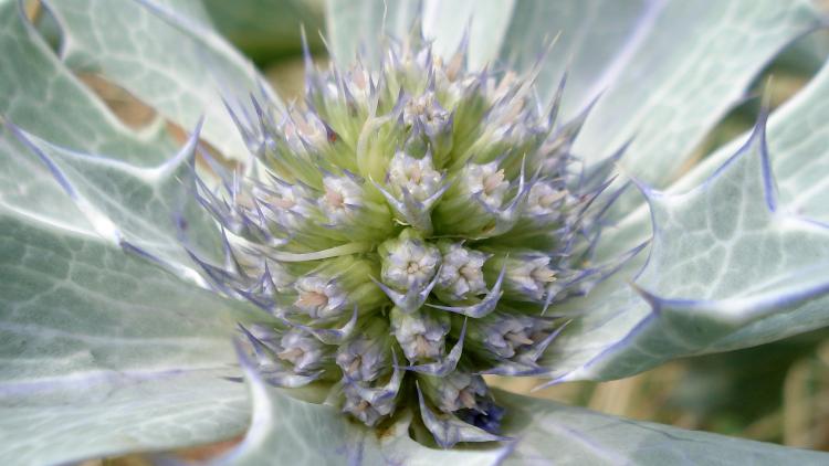 Close up of sea holly