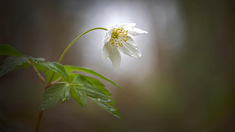 A wood anemone in a ray of sunlight