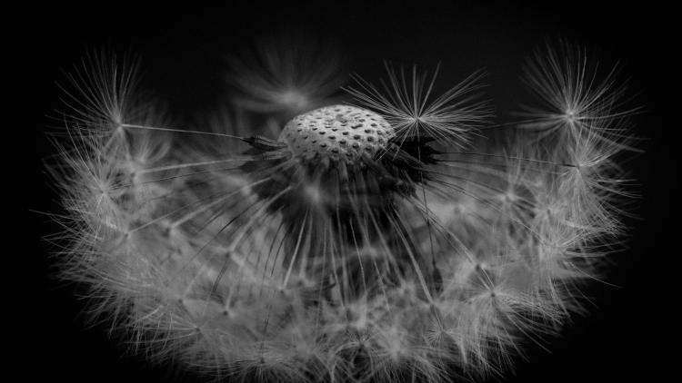 Dandelion seed head against a black background. 