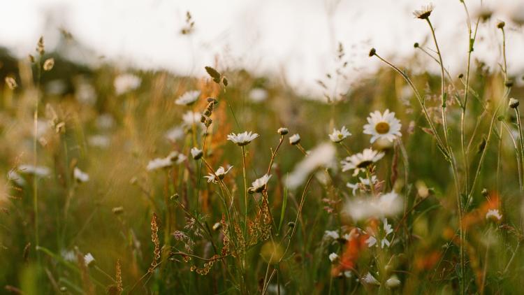 A field with sorrel and ox-eye daisies at dusk