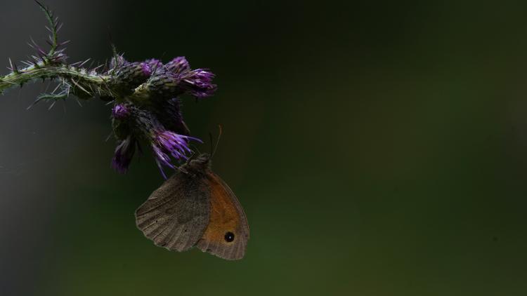 A meadow brown butterfly on a purple marsh thistle.