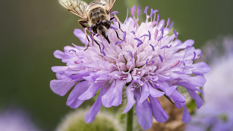 Pale lilac scabious with a hoverfly pollinating. 