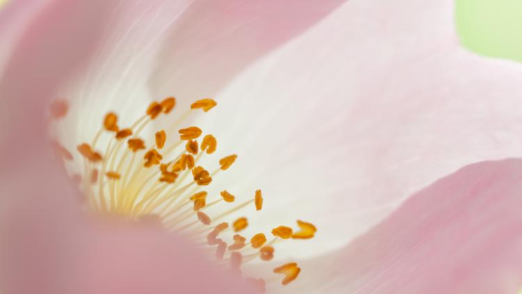 Close up of pink dog rose with orange anthers.