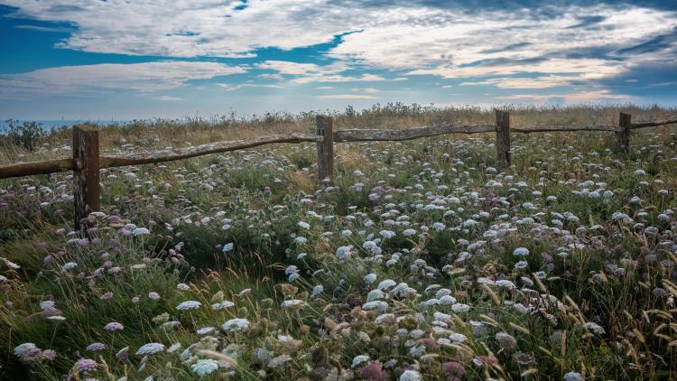 Wildflower meadow with a wooden fence with a blue sky and clouds.