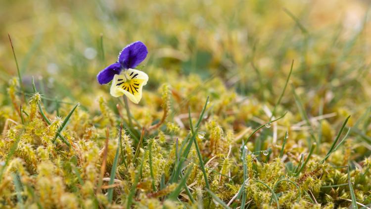 Purple and yellow flowering field pansy 