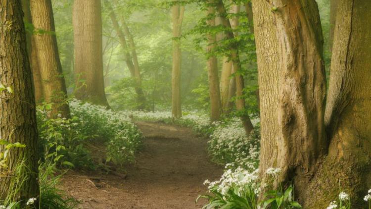 Wild garlic growing alongside a woodland path