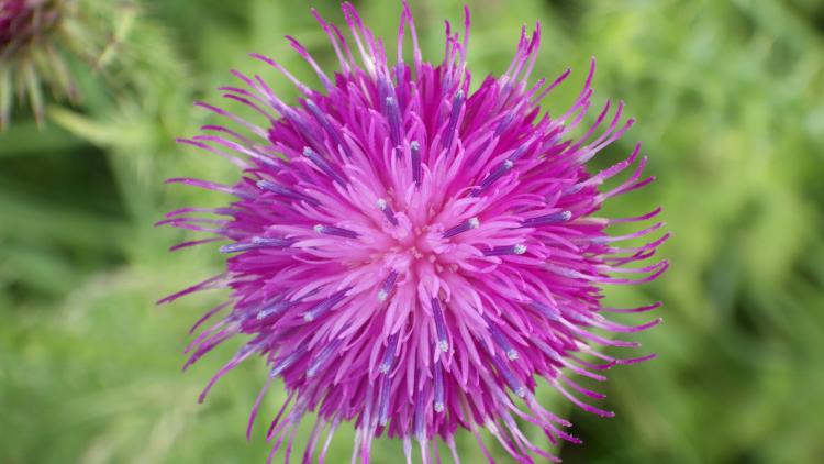 Marsh thistle (Cirsium palustre) taken from above against a natural green background.