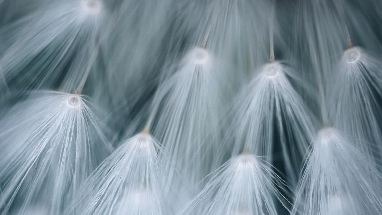 Black and white macro image of dandelion seed heads.