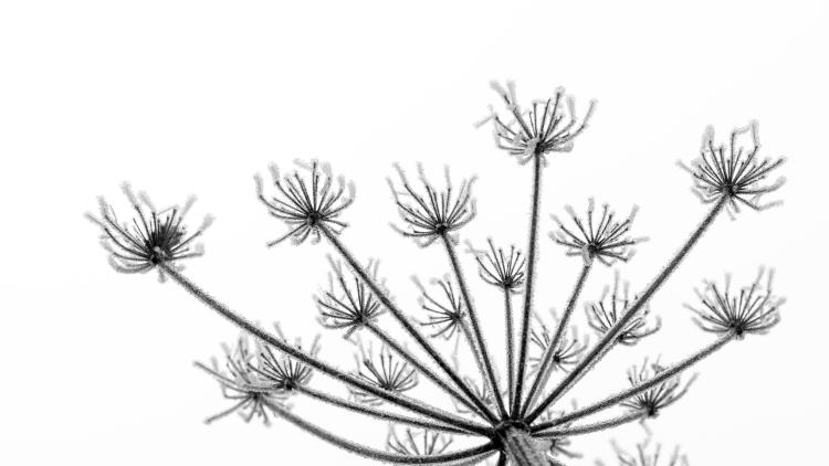 Black and white photo of cow parsley