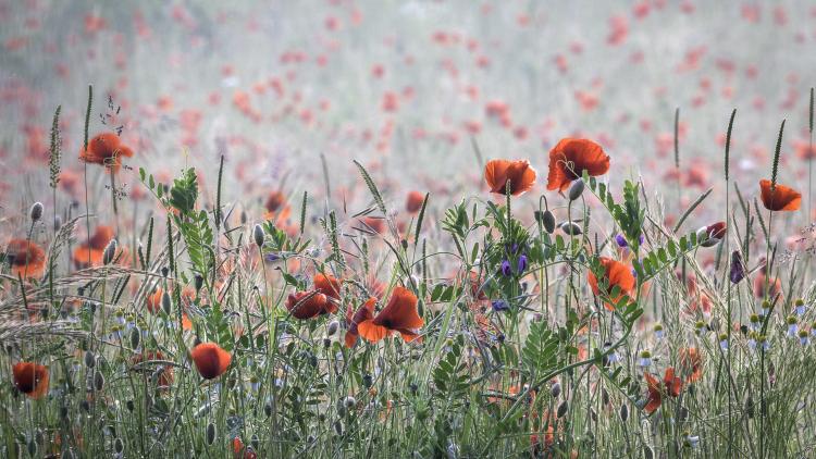 A field of poppies.