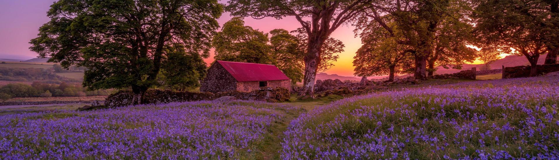 A field of purple bluebells against a gorgeous blue/pink sky. There are some trees and a house with the sun just appearing in the background.