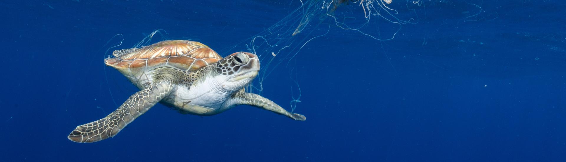 Wildlife photographer of the year