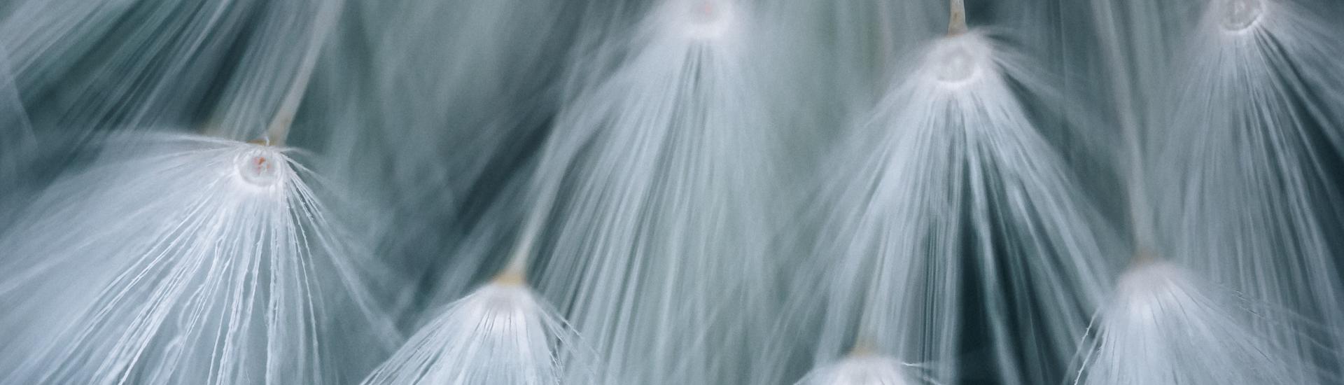 Black and white macro image of dandelion seed heads.