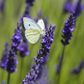 White butterfly on a purple lavender flower