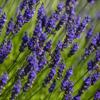 Purple lavender flowers