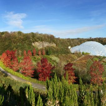 Sweet gum trees forming a semi circle around the edge of the Eden Project site