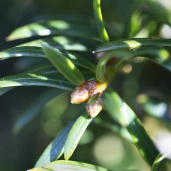 Buds on yew