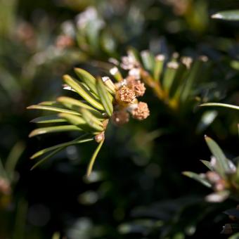 Yew leaves