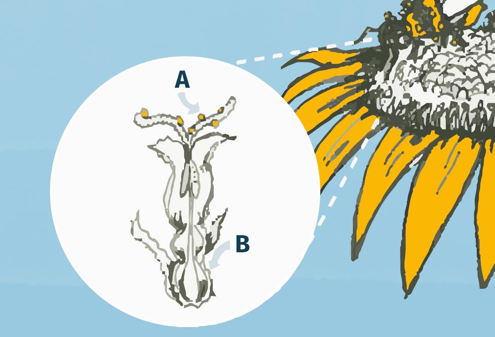 What is pollination? – a resource for kids | Eden Project