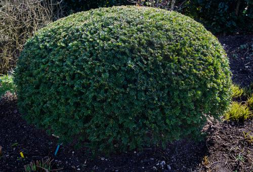 Yew hedge