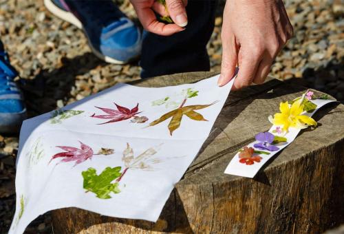 collection of leaves and illustrations