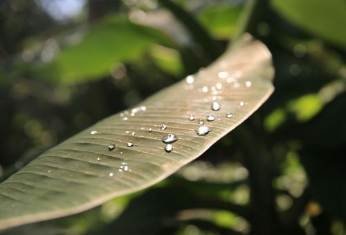 raindrops on leaf